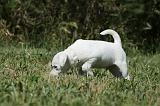 PARSON RUSSEL TERRIER 128